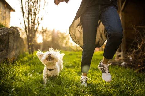 狗的好處|養寵物有益健康 (Stay Well With Your Pets) 